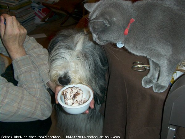 Photo de Chartreux