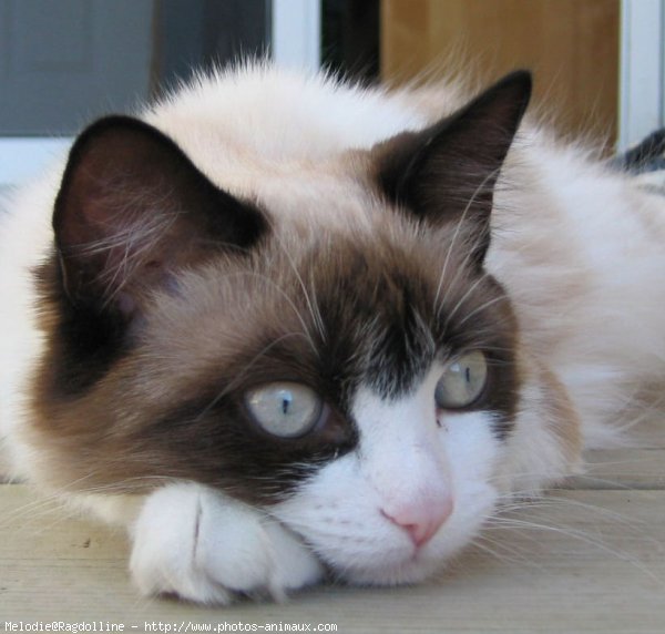 Photo de Ragdoll