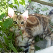 Photo de Chat domestique