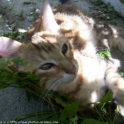 Photo de Chat domestique