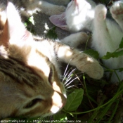 Photo de Chat domestique