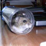 Photo de Hamster