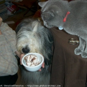 Photo de Chartreux