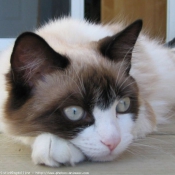 Photo de Ragdoll