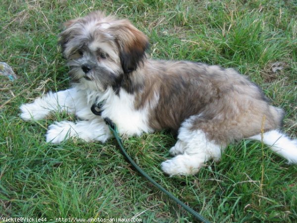 Photo de Lhassa apso