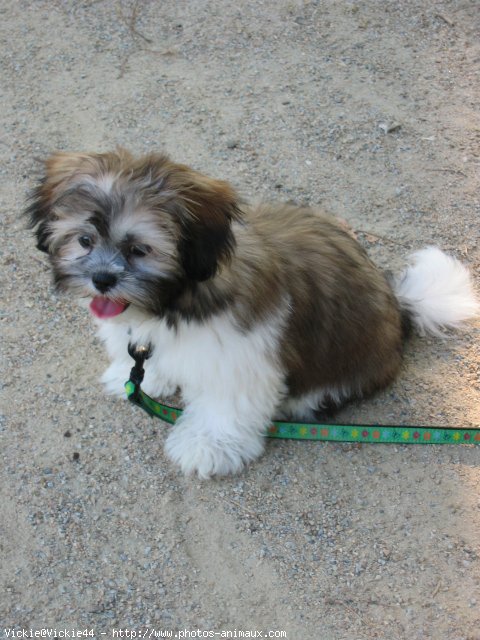 Photo de Lhassa apso