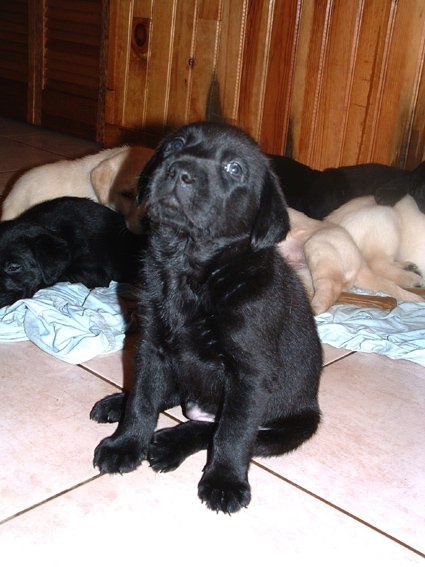 Photo de Labrador retriever