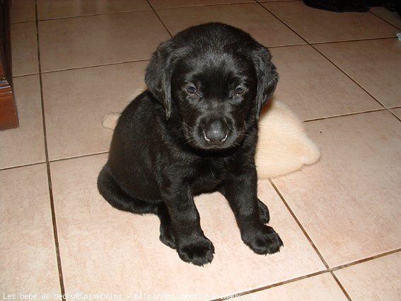 Photo de Labrador retriever