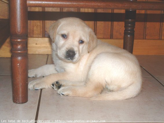 Photo de Labrador retriever