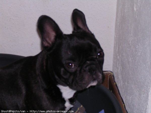 Photo de Bouledogue franais