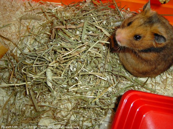 Photo de Hamster