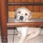 Photo de Labrador retriever