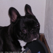 Photo de Bouledogue franais