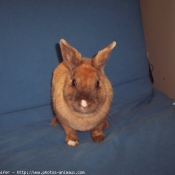 Photo de Lapin