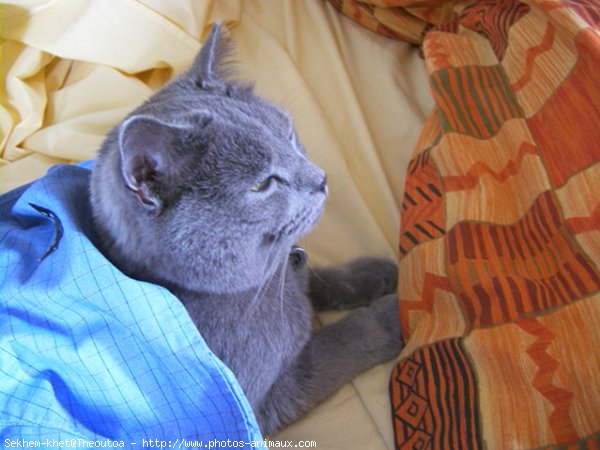 Photo de Chartreux