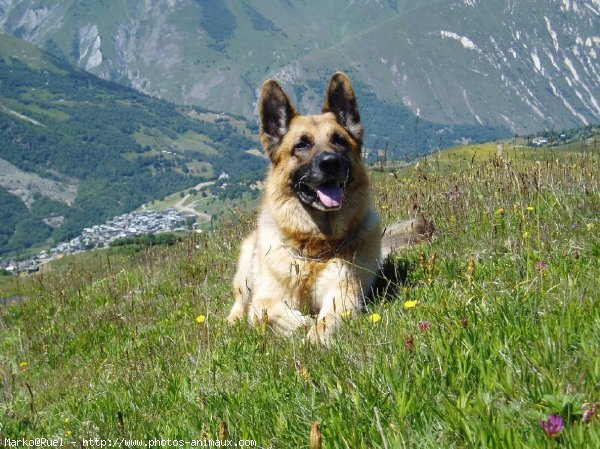 Photo de Berger allemand  poil court