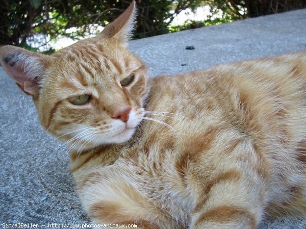 Photo de Chat domestique