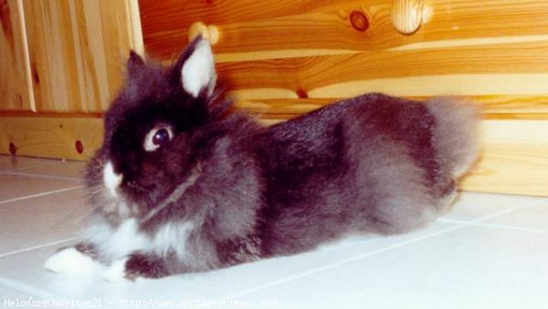 Photo de Lapin