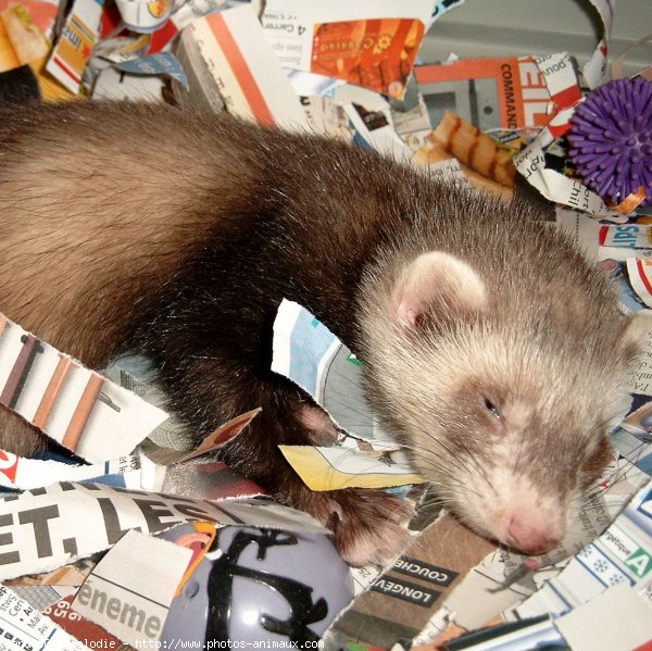 Photo de Furet