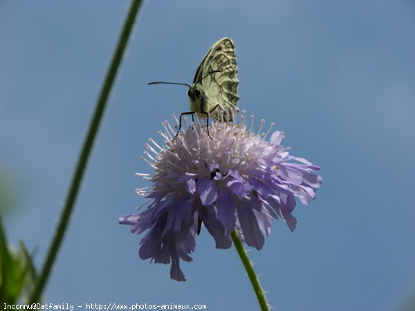 Photo de Papillon