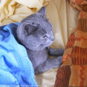 Photo de Chartreux