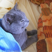 Photo de Chartreux