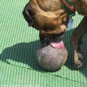 Photo de Boxer