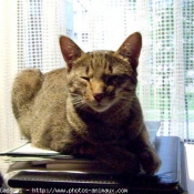 Photo d'Ocicat