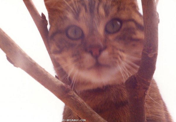 Photo de Chat domestique