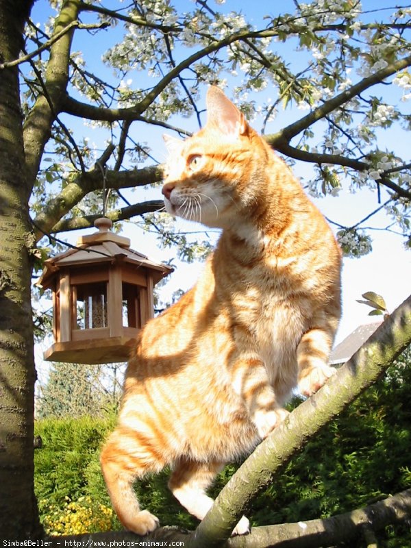 Photo de Chat domestique