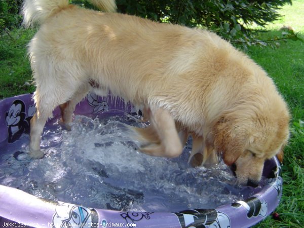 Photo de Golden retriever