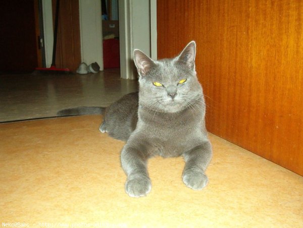 Photo de Chartreux