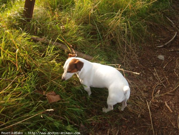 Photo de Jack russell terrier