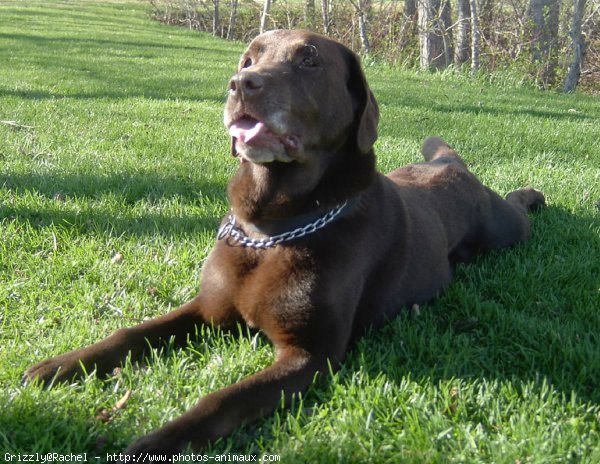 Photo de Labrador retriever