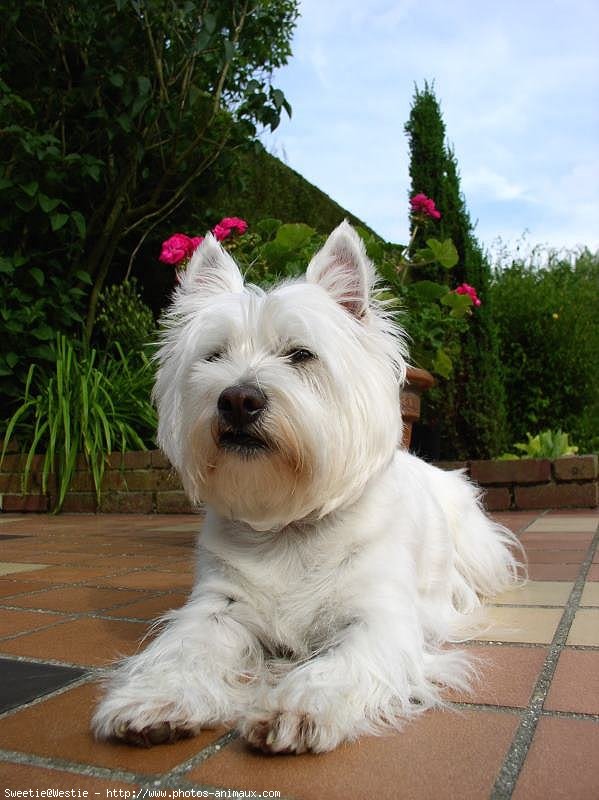 Photo de West highland white terrier