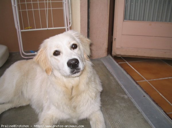 Photo de Golden retriever