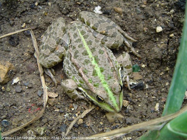 Photo de Grenouille