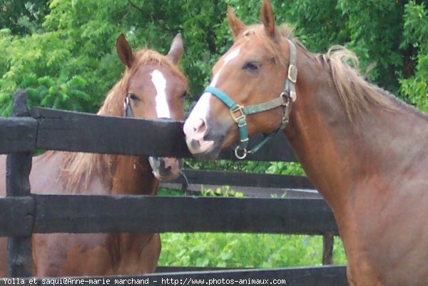 Photo de Races diffrentes