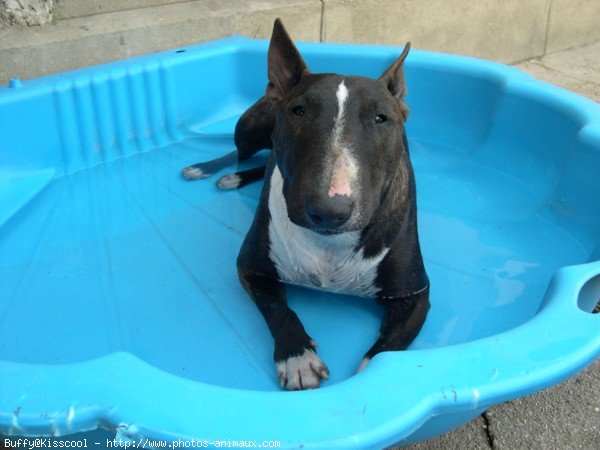 Photo de Bull terrier miniature