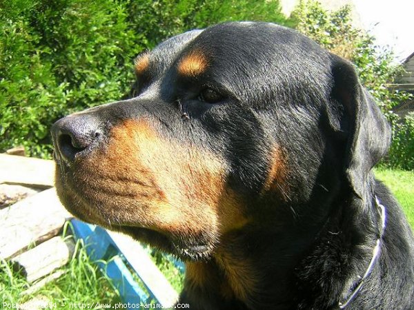 Photo de Rottweiler