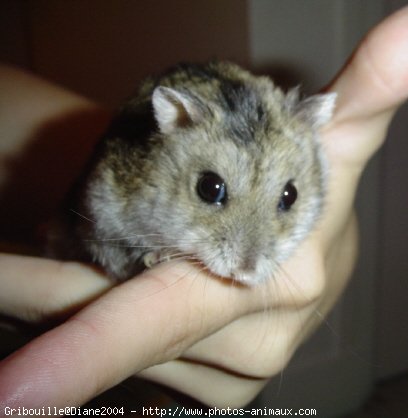 Photo de Hamster