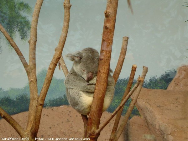 Photo de Koala