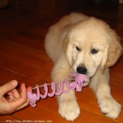 Photo de Golden retriever