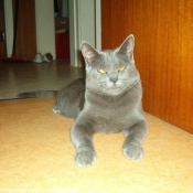 Photo de Chartreux