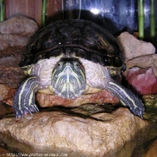 Photo de Tortue