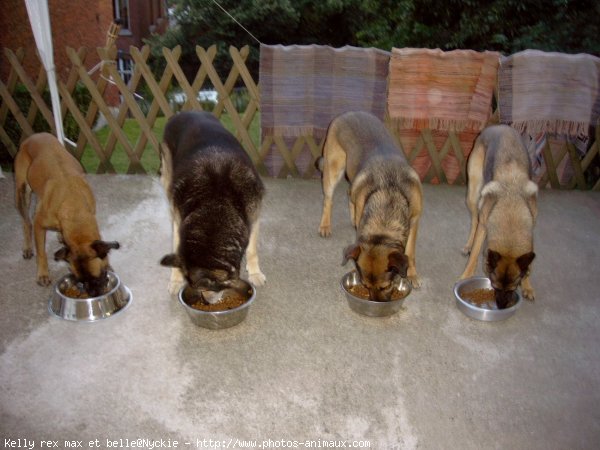 Photo de Races diffrentes