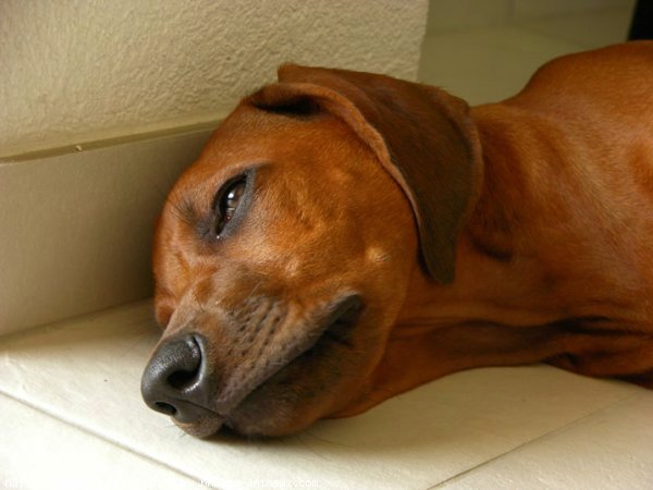 Photo de Rhodesian ridgeback