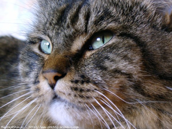 Photo de Chat domestique