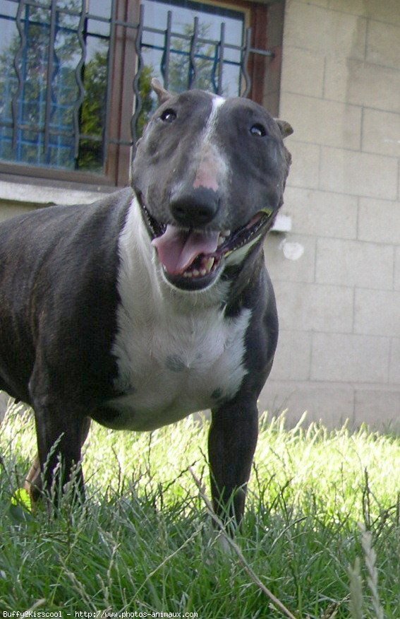 Photo de Bull terrier miniature