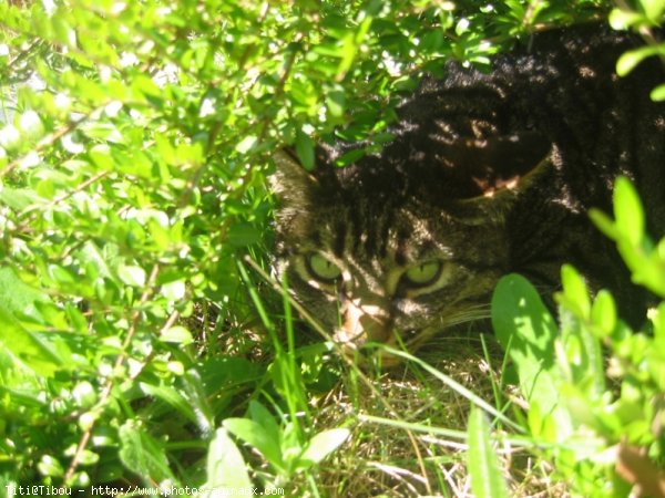 Photo de Chat domestique